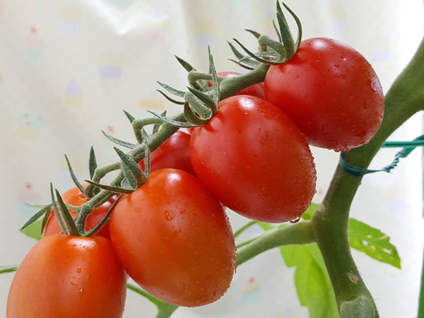 ベランダで簡単にできる家庭菜園 プランターで育てるなら夏野菜のミニトマトとバジルがおすすめ 理由はコスパがいい 国際結婚してみたら
